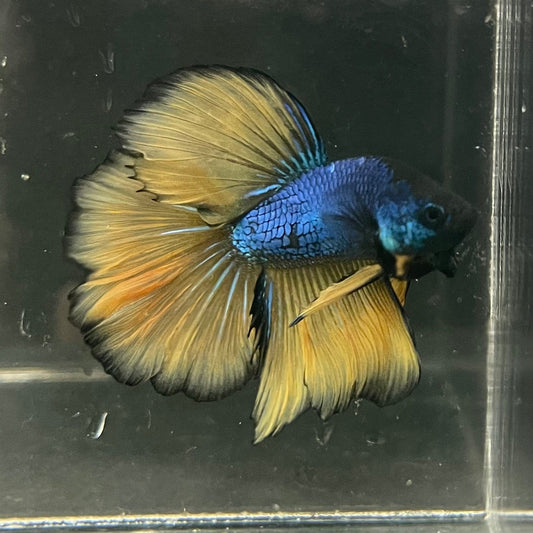 the-fish-farm Premium Male Betta Mustard Halfmoon Premium Male Betta - One Only - 4 Buy Mustard Halfmoon Male Bettas at The Fish Farm Australia