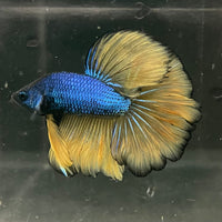 the-fish-farm Premium Male Betta Mustard Halfmoon Premium Male Betta - One Only - 4 Buy Mustard Halfmoon Male Bettas at The Fish Farm Australia