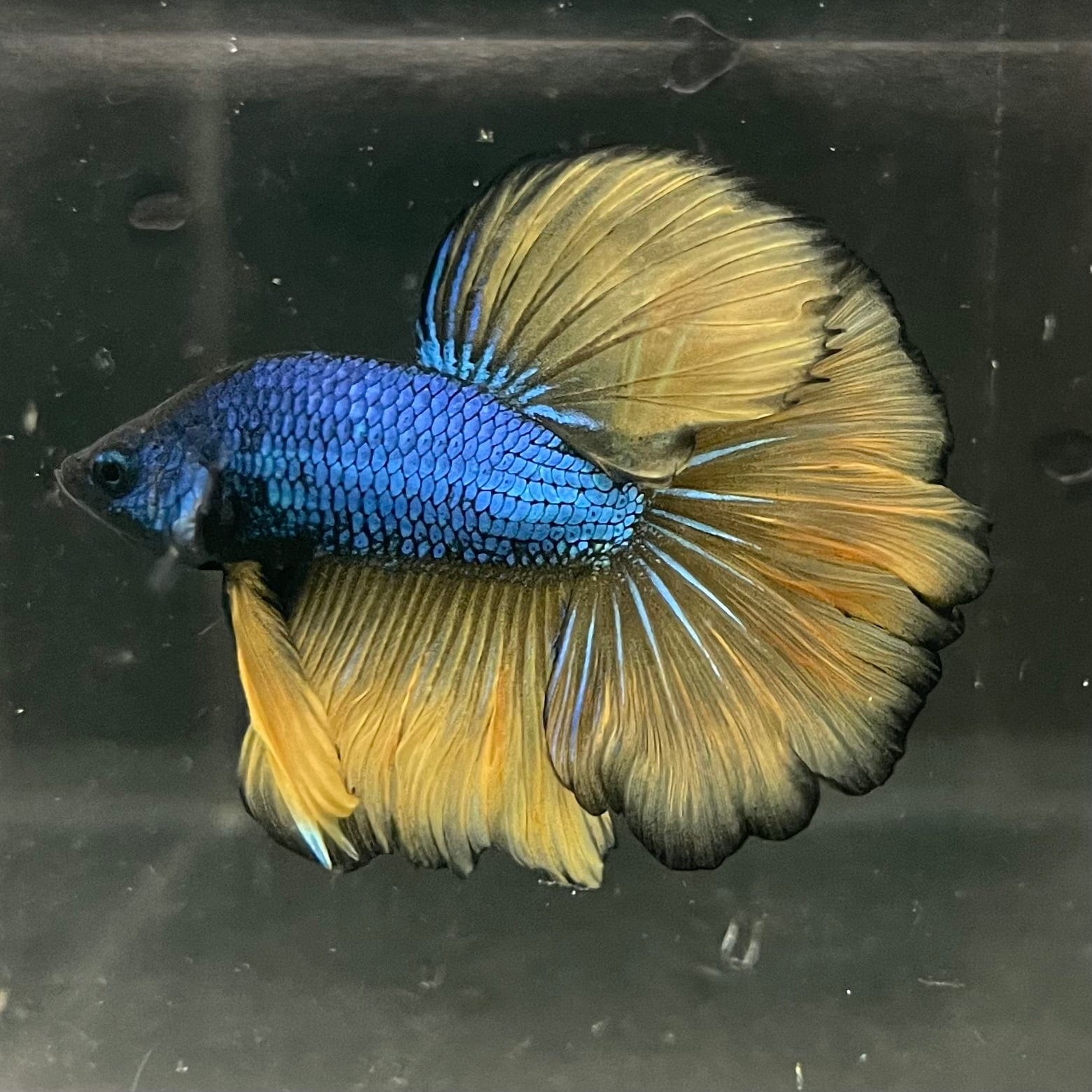 the-fish-farm Premium Male Betta Mustard Halfmoon Premium Male Betta - One Only - 4 Buy Mustard Halfmoon Male Bettas at The Fish Farm Australia