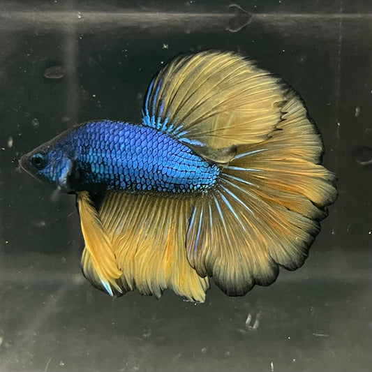 the-fish-farm Premium Male Betta Mustard Halfmoon Premium Male Betta - One Only - 4 Buy Mustard Halfmoon Male Bettas at The Fish Farm Australia