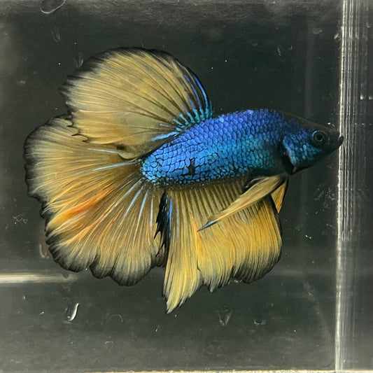 the-fish-farm Premium Male Betta Mustard Halfmoon Premium Male Betta - One Only - 4 Buy Mustard Halfmoon Male Bettas at The Fish Farm Australia