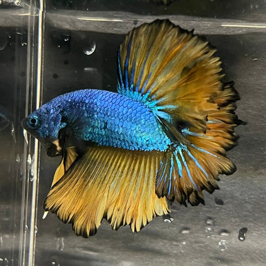 the-fish-farm Premium Male Betta Mustard Halfmoon Premium Male Betta - One Only - 6 Buy Mustard Halfmoon Male Bettas at The Fish Farm Australia