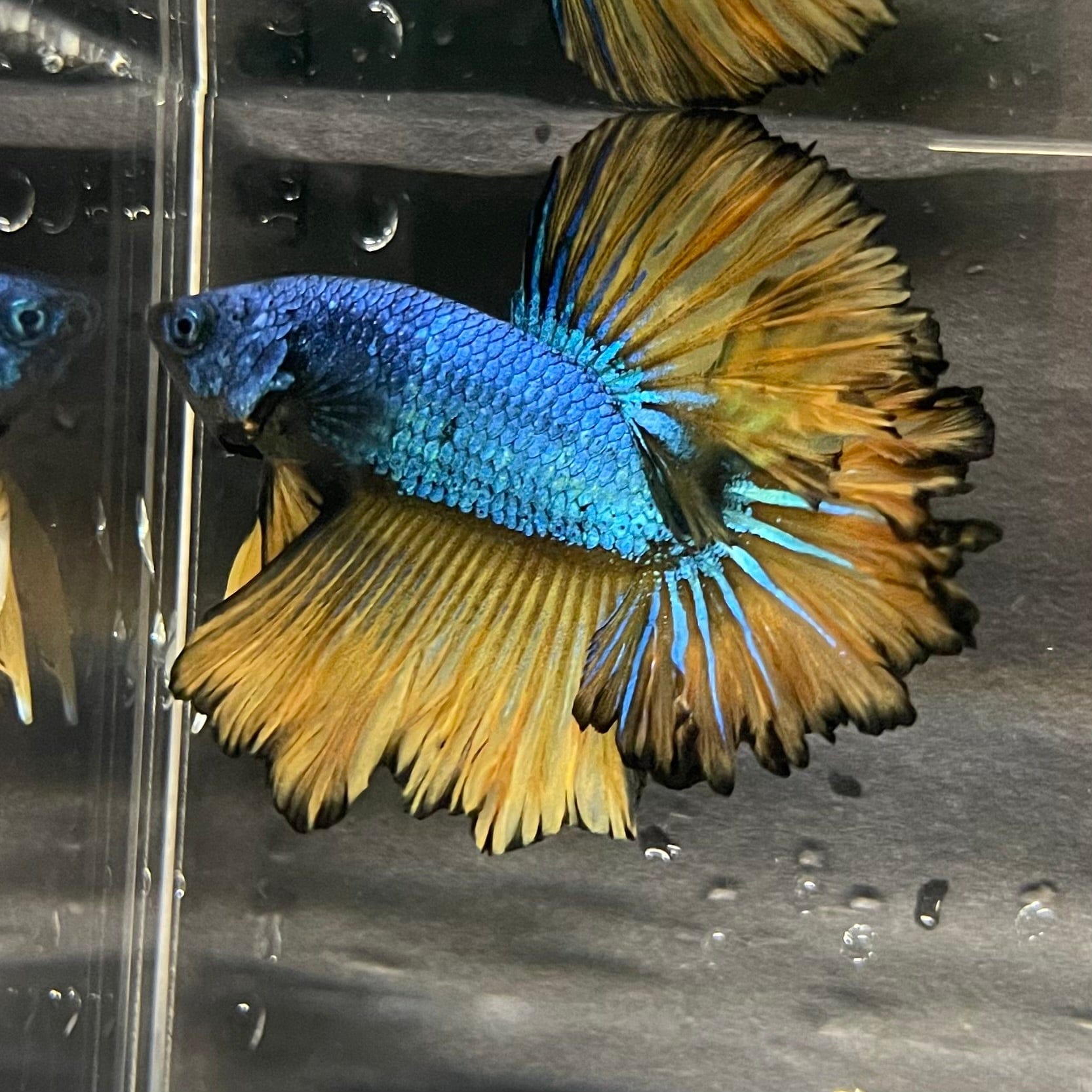 the-fish-farm Premium Male Betta Mustard Halfmoon Premium Male Betta - One Only - 6 Buy Mustard Halfmoon Male Bettas at The Fish Farm Australia