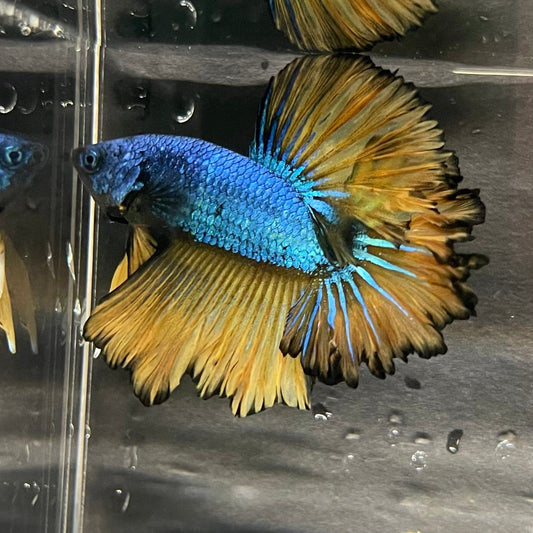 the-fish-farm Premium Male Betta Mustard Halfmoon Premium Male Betta - One Only - 6 Buy Mustard Halfmoon Male Bettas at The Fish Farm Australia