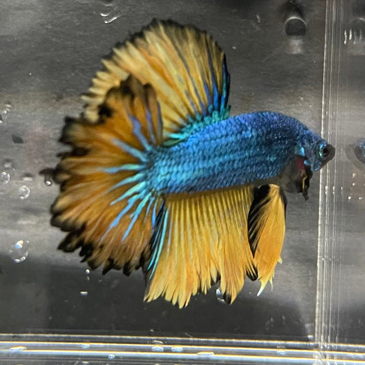 the-fish-farm Premium Male Betta Mustard Halfmoon Premium Male Betta - One Only - 6 Buy Mustard Halfmoon Male Bettas at The Fish Farm Australia