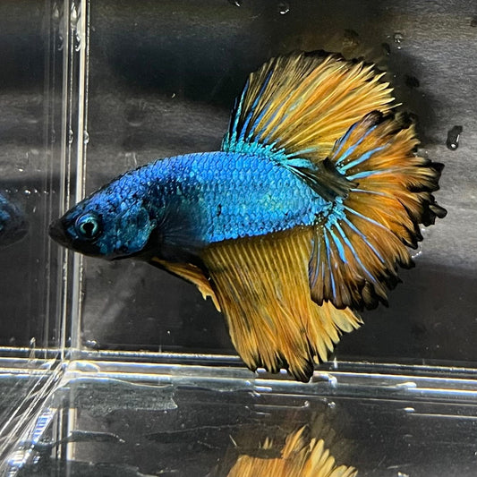 the-fish-farm Premium Male Betta Mustard Halfmoon Premium Male Betta - One Only - 6 Buy Mustard Halfmoon Male Bettas at The Fish Farm Australia