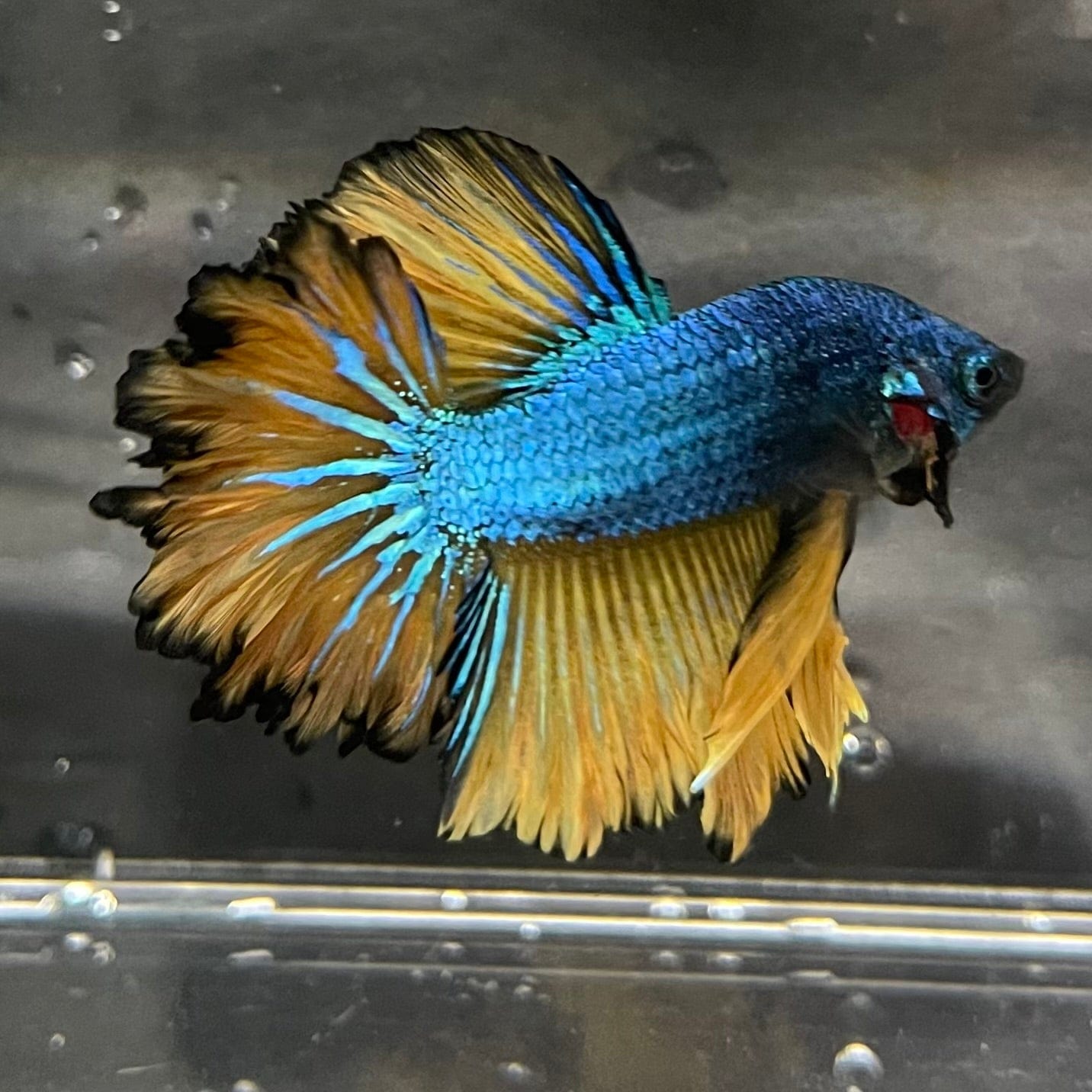 the-fish-farm Premium Male Betta Mustard Halfmoon Premium Male Betta - One Only - 6 Buy Mustard Halfmoon Male Bettas at The Fish Farm Australia