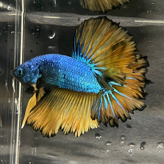 the-fish-farm Premium Male Betta Mustard Halfmoon Premium Male Betta - One Only - 6 Buy Mustard Halfmoon Male Bettas at The Fish Farm Australia