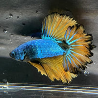 the-fish-farm Premium Male Betta Mustard Halfmoon Premium Male Betta - One Only - 6 Buy Mustard Halfmoon Male Bettas at The Fish Farm Australia