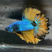 the-fish-farm Premium Male Betta Mustard Halfmoon Premium Male Betta - One Only - 6 Buy Mustard Halfmoon Male Bettas at The Fish Farm Australia