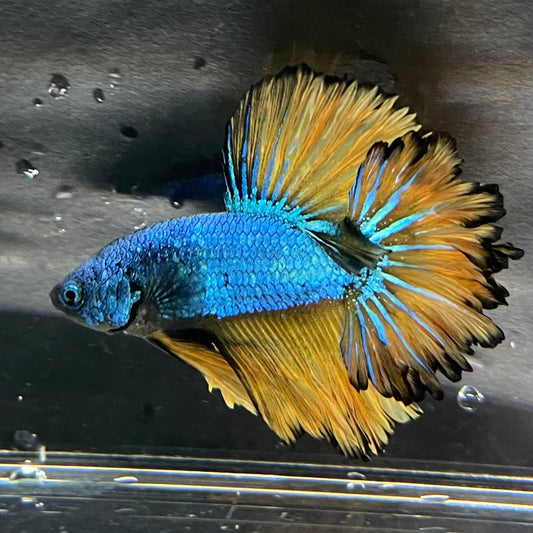 the-fish-farm Premium Male Betta Mustard Halfmoon Premium Male Betta - One Only - 6 Buy Mustard Halfmoon Male Bettas at The Fish Farm Australia