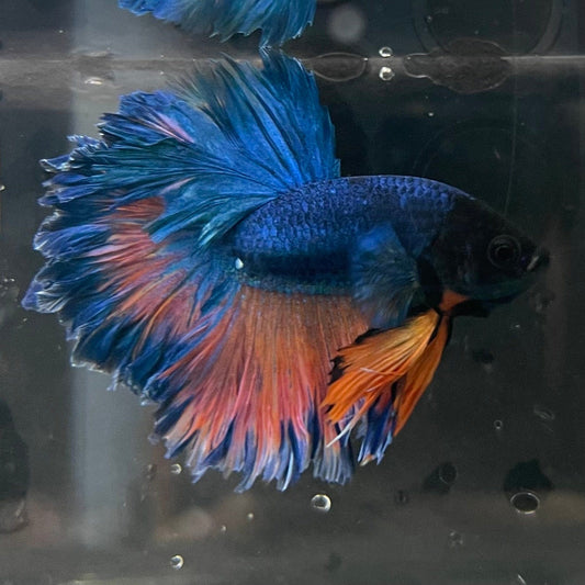 the-fish-farm Premium Male Betta Mustard Halfmoon Premium Male Betta - One Only - 9 Buy Mustard Halfmoon Male Bettas at The Fish Farm Australia