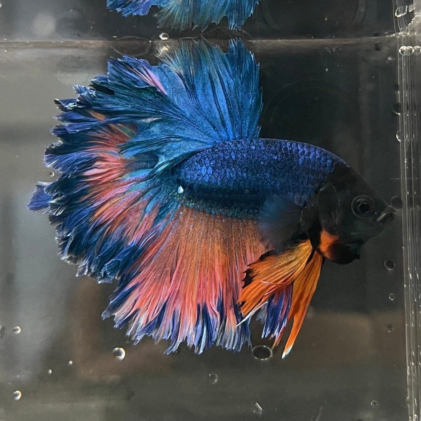 the-fish-farm Premium Male Betta Mustard Halfmoon Premium Male Betta - One Only - 9 Buy Mustard Halfmoon Male Bettas at The Fish Farm Australia
