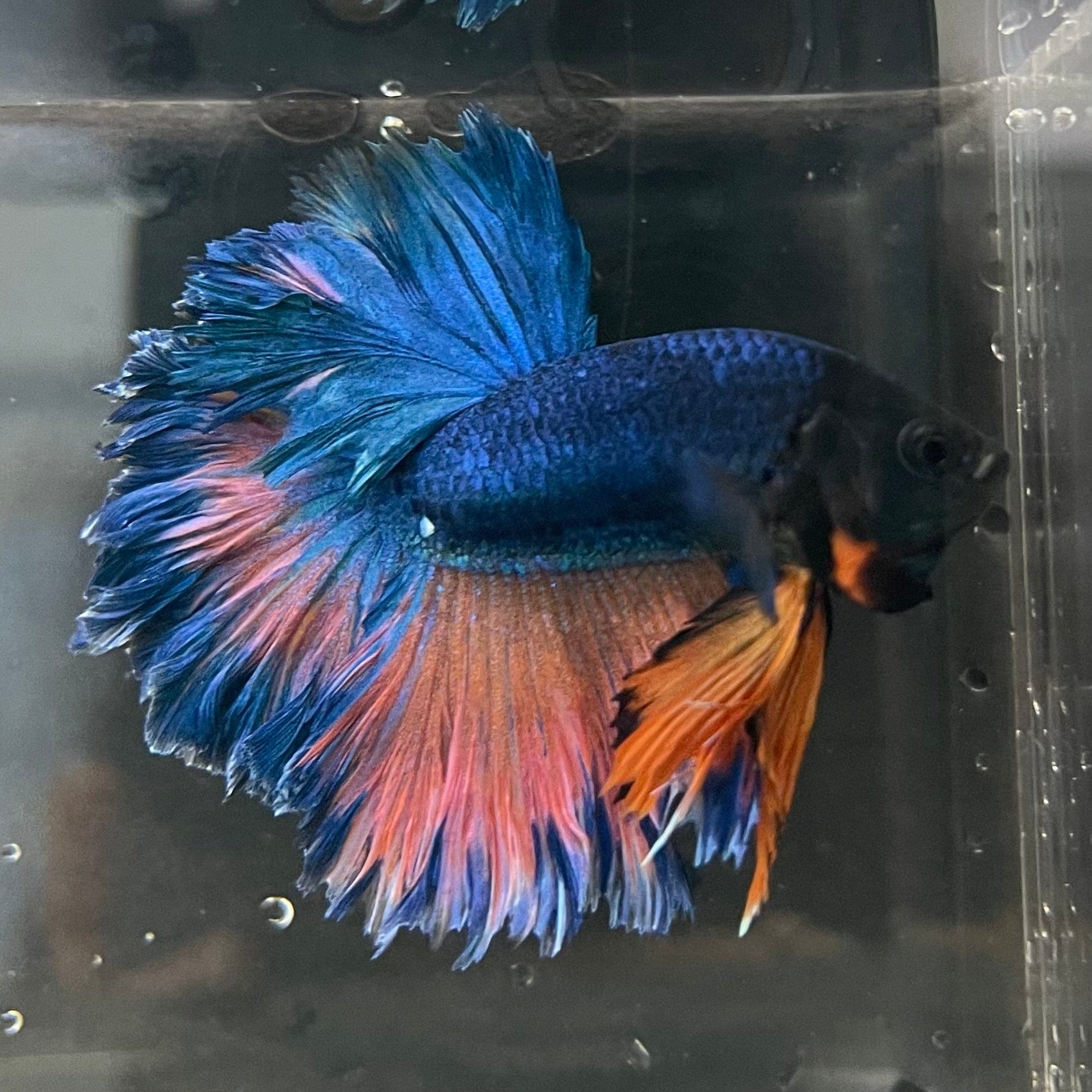 the-fish-farm Premium Male Betta Mustard Halfmoon Premium Male Betta - One Only - 9 Buy Mustard Halfmoon Male Bettas at The Fish Farm Australia