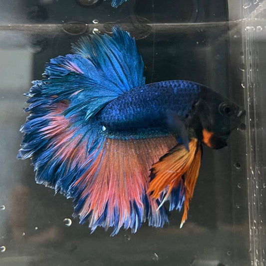 the-fish-farm Premium Male Betta Mustard Halfmoon Premium Male Betta - One Only - 9 Buy Mustard Halfmoon Male Bettas at The Fish Farm Australia
