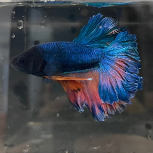 the-fish-farm Premium Male Betta Mustard Halfmoon Premium Male Betta - One Only - 9 Buy Mustard Halfmoon Male Bettas at The Fish Farm Australia