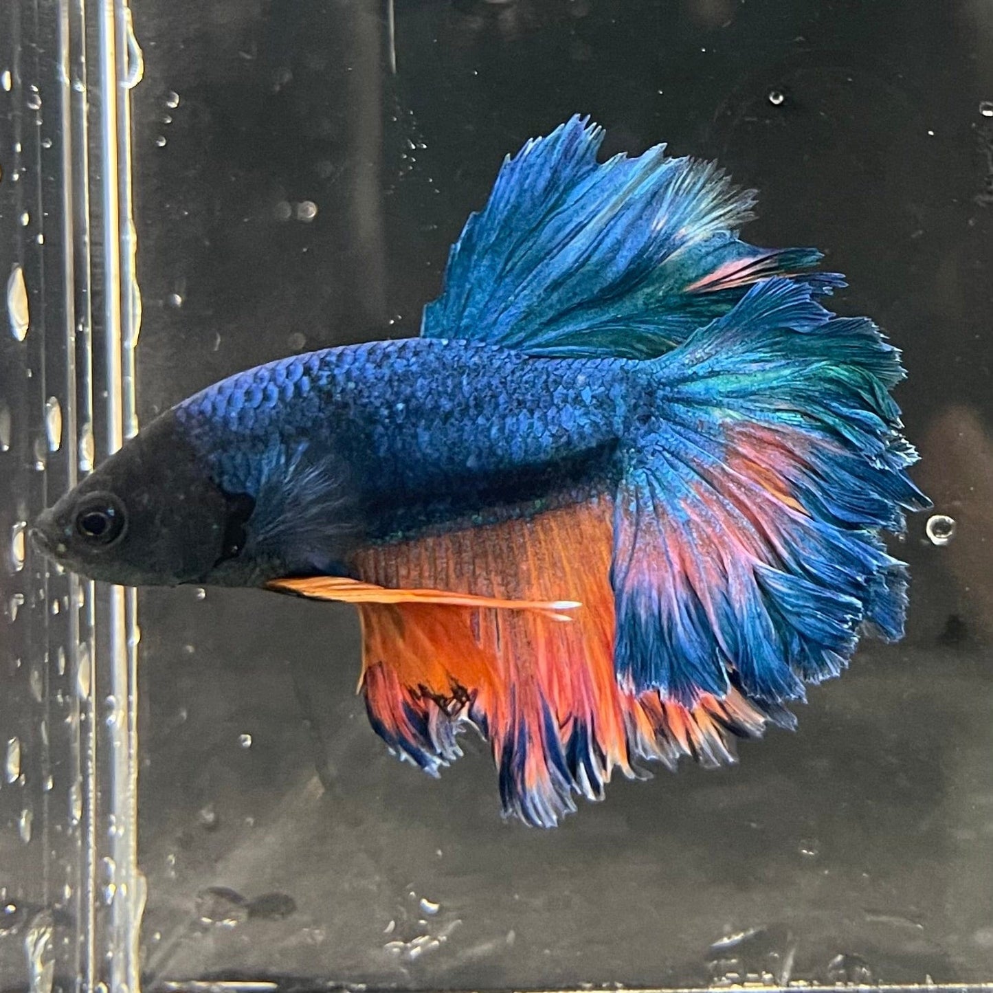 the-fish-farm Premium Male Betta Mustard Halfmoon Premium Male Betta - One Only - 9 Buy Mustard Halfmoon Male Bettas at The Fish Farm Australia