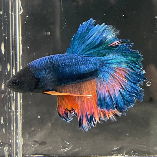 the-fish-farm Premium Male Betta Mustard Halfmoon Premium Male Betta - One Only - 9 Buy Mustard Halfmoon Male Bettas at The Fish Farm Australia