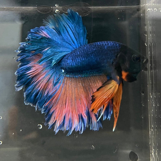 the-fish-farm Premium Male Betta Mustard Halfmoon Premium Male Betta - One Only - 9 Buy Mustard Halfmoon Male Bettas at The Fish Farm Australia