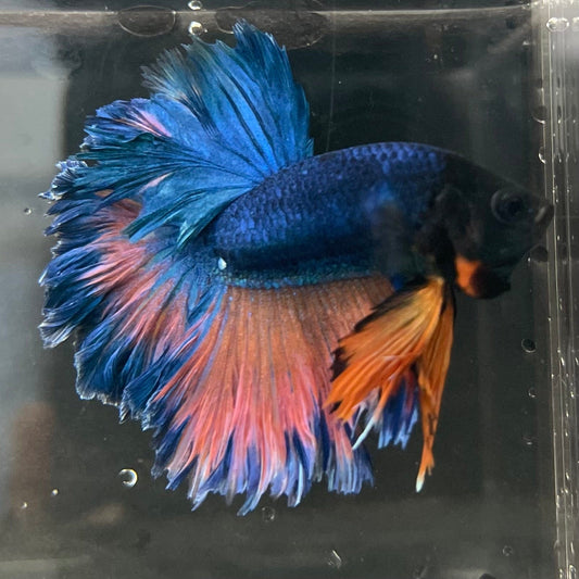the-fish-farm Premium Male Betta Mustard Halfmoon Premium Male Betta - One Only - 9 Buy Mustard Halfmoon Male Bettas at The Fish Farm Australia