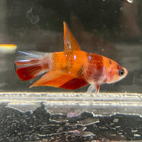 the-fish-farm Premium Male Betta Nemo Orange Fancy Plakat Betta Male - One Only - 2 Buy this Nemo Orange Plakat Male Betta - One Only in Australia