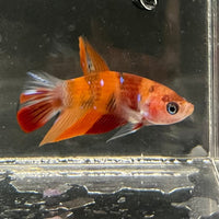 the-fish-farm Premium Male Betta Nemo Orange Fancy Plakat Betta Male - One Only - 2 Buy this Nemo Orange Plakat Male Betta - One Only in Australia