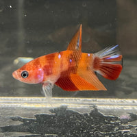 the-fish-farm Premium Male Betta Nemo Orange Fancy Plakat Betta Male - One Only - 2 Buy this Nemo Orange Plakat Male Betta - One Only in Australia
