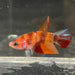 the-fish-farm Premium Male Betta Nemo Orange Fancy Plakat Betta Male - One Only - 2 Buy this Nemo Orange Plakat Male Betta - One Only in Australia