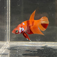 the-fish-farm Premium Male Betta Nemo Orange Fancy Plakat Betta Male - One Only - 3 Buy this Nemo Orange Plakat Male Betta - One Only in Australia