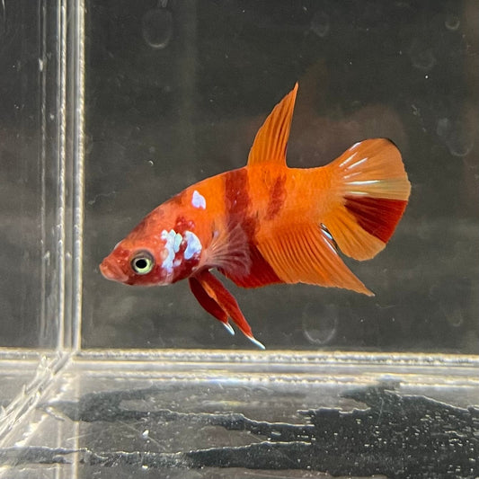 the-fish-farm Premium Male Betta Nemo Orange Fancy Plakat Betta Male - One Only - 3 Buy this Nemo Orange Plakat Male Betta - One Only in Australia