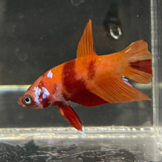 the-fish-farm Premium Male Betta Nemo Orange Fancy Plakat Betta Male - One Only - 3 Buy this Nemo Orange Plakat Male Betta - One Only in Australia