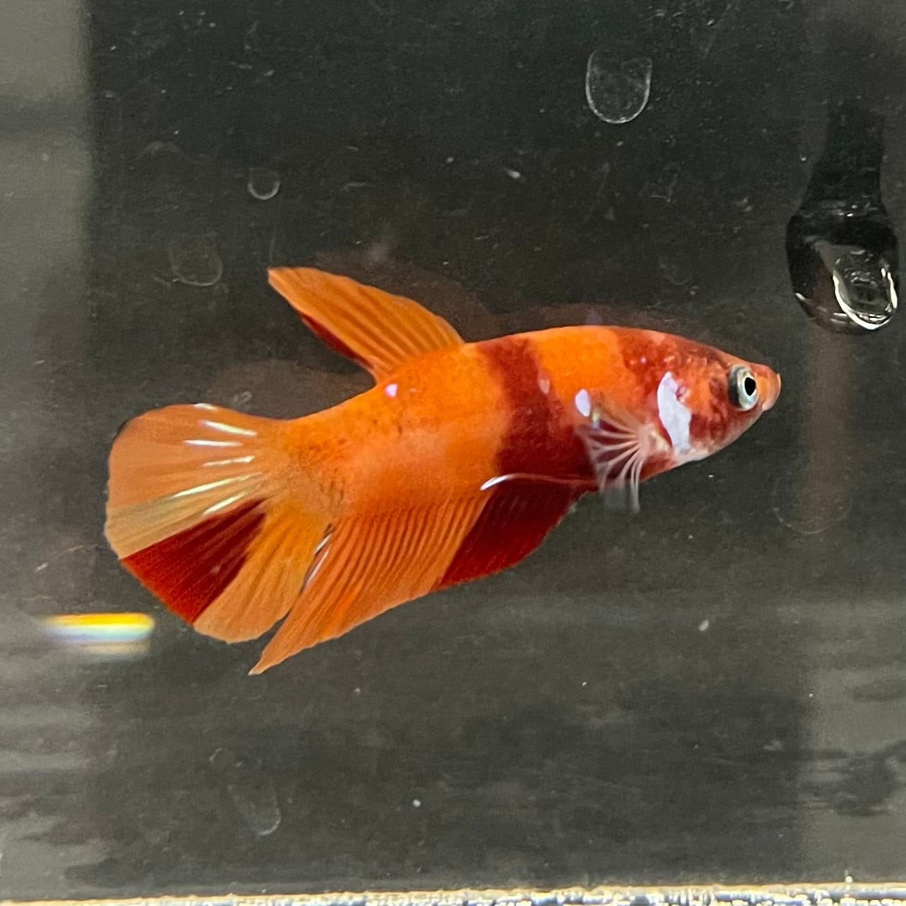 the-fish-farm Premium Male Betta Nemo Orange Fancy Plakat Betta Male - One Only - 3 Buy this Nemo Orange Plakat Male Betta - One Only in Australia