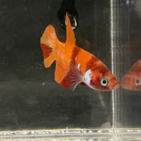 the-fish-farm Premium Male Betta Nemo Orange Fancy Plakat Betta Male - One Only - 3 Buy this Nemo Orange Plakat Male Betta - One Only in Australia