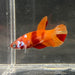 the-fish-farm Premium Male Betta Nemo Orange Fancy Plakat Betta Male - One Only - 3 Buy this Nemo Orange Plakat Male Betta - One Only in Australia