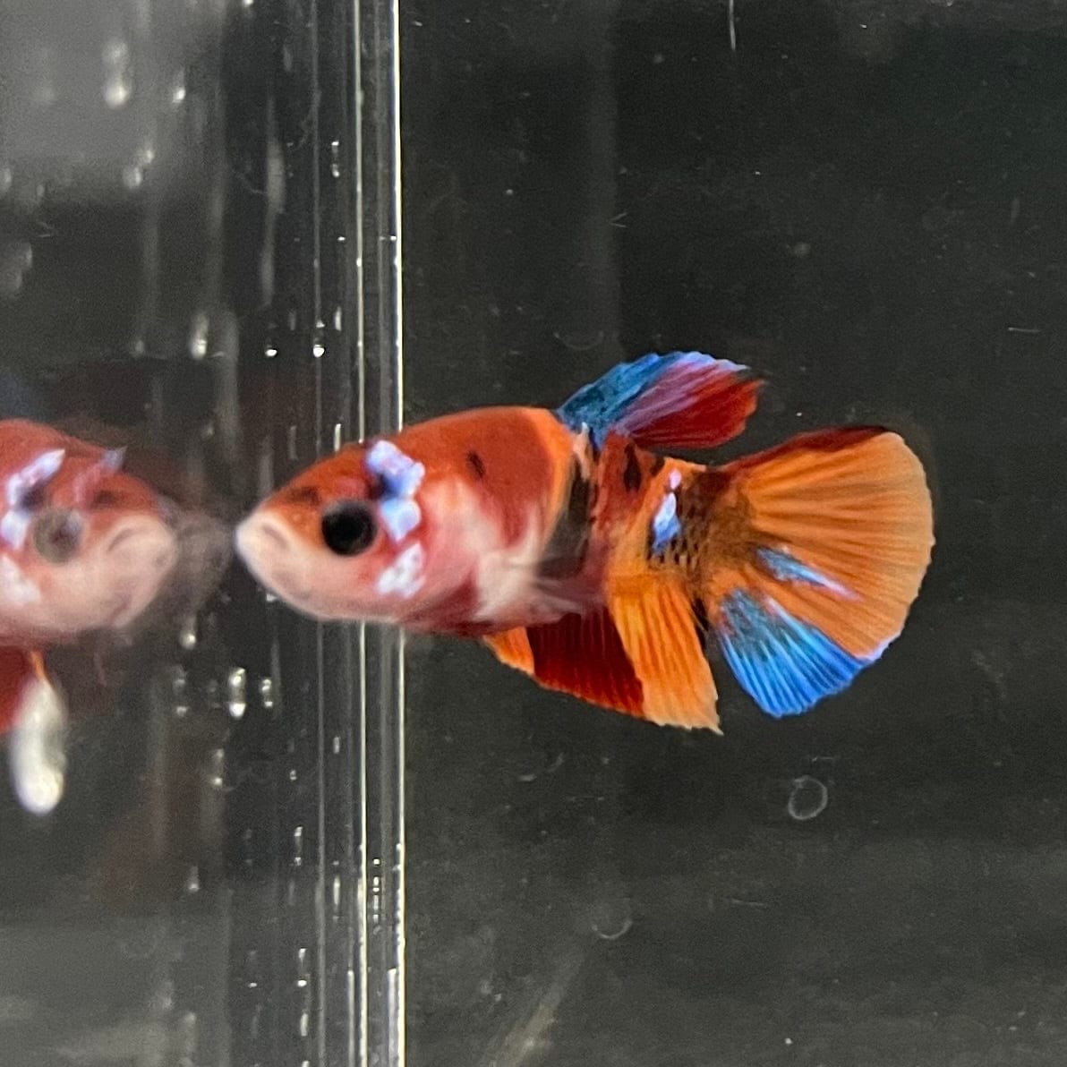 the-fish-farm Premium Male Betta Nemo Orange Fancy Plakat Betta Male - One Only - 5 Buy this Nemo Orange Plakat Male Betta - One Only in Australia