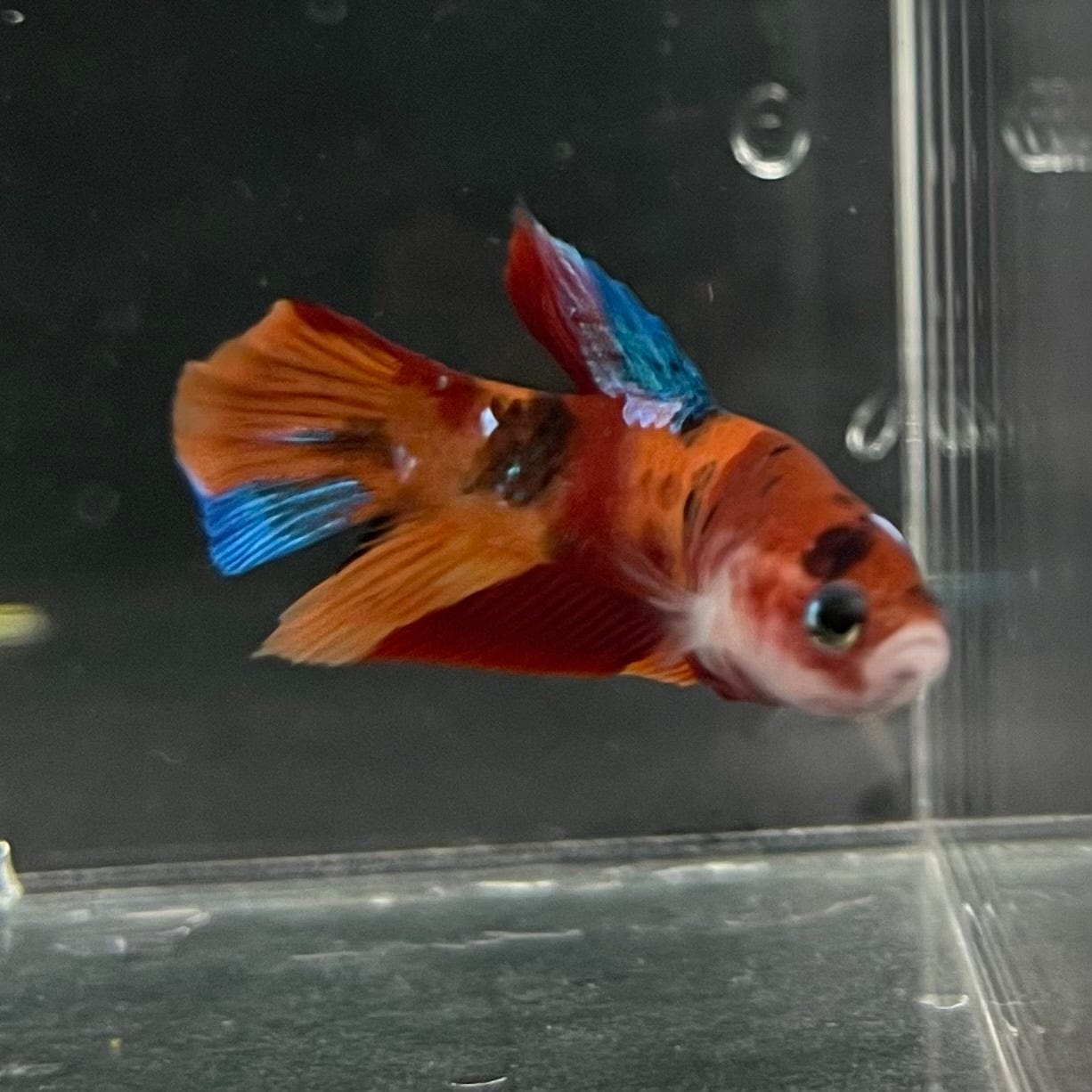 the-fish-farm Premium Male Betta Nemo Orange Fancy Plakat Betta Male - One Only - 5 Buy this Nemo Orange Plakat Male Betta - One Only in Australia