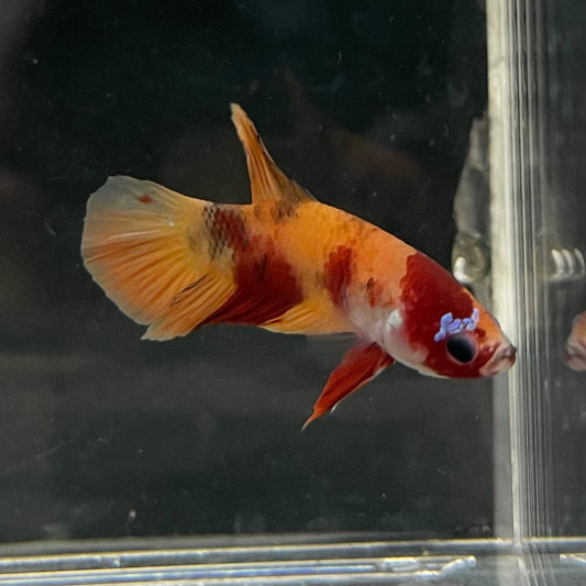 the-fish-farm Premium Male Betta Nemo Orange Fancy Plakat Betta Male - One Only - 5 Buy this Nemo Orange Plakat Male Betta - One Only in Australia