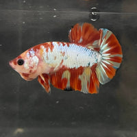 the-fish-farm Premium Male Betta Nemo White Fancy Plakat Betta Male - One Only - 1 Buy this Nemo White Plakat Male Betta - One Only in Australia