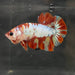 the-fish-farm Premium Male Betta Nemo White Fancy Plakat Betta Male - One Only - 1 Buy this Nemo White Plakat Male Betta - One Only in Australia