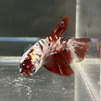 the-fish-farm Premium Male Betta Nemo White Fancy Plakat Betta Male - One Only - 4 Buy this Nemo White Plakat Male Betta - One Only in Australia