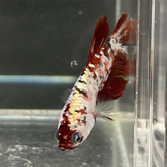 the-fish-farm Premium Male Betta Nemo White Fancy Plakat Betta Male - One Only - 4 Buy this Nemo White Plakat Male Betta - One Only in Australia