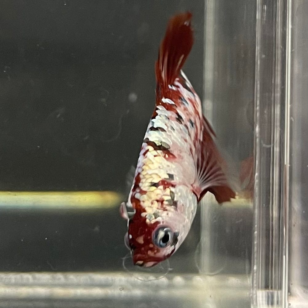 the-fish-farm Premium Male Betta Nemo White Fancy Plakat Betta Male - One Only - 4 Buy this Nemo White Plakat Male Betta - One Only in Australia