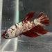 the-fish-farm Premium Male Betta Nemo White Fancy Plakat Betta Male - One Only - 4 Buy this Nemo White Plakat Male Betta - One Only in Australia