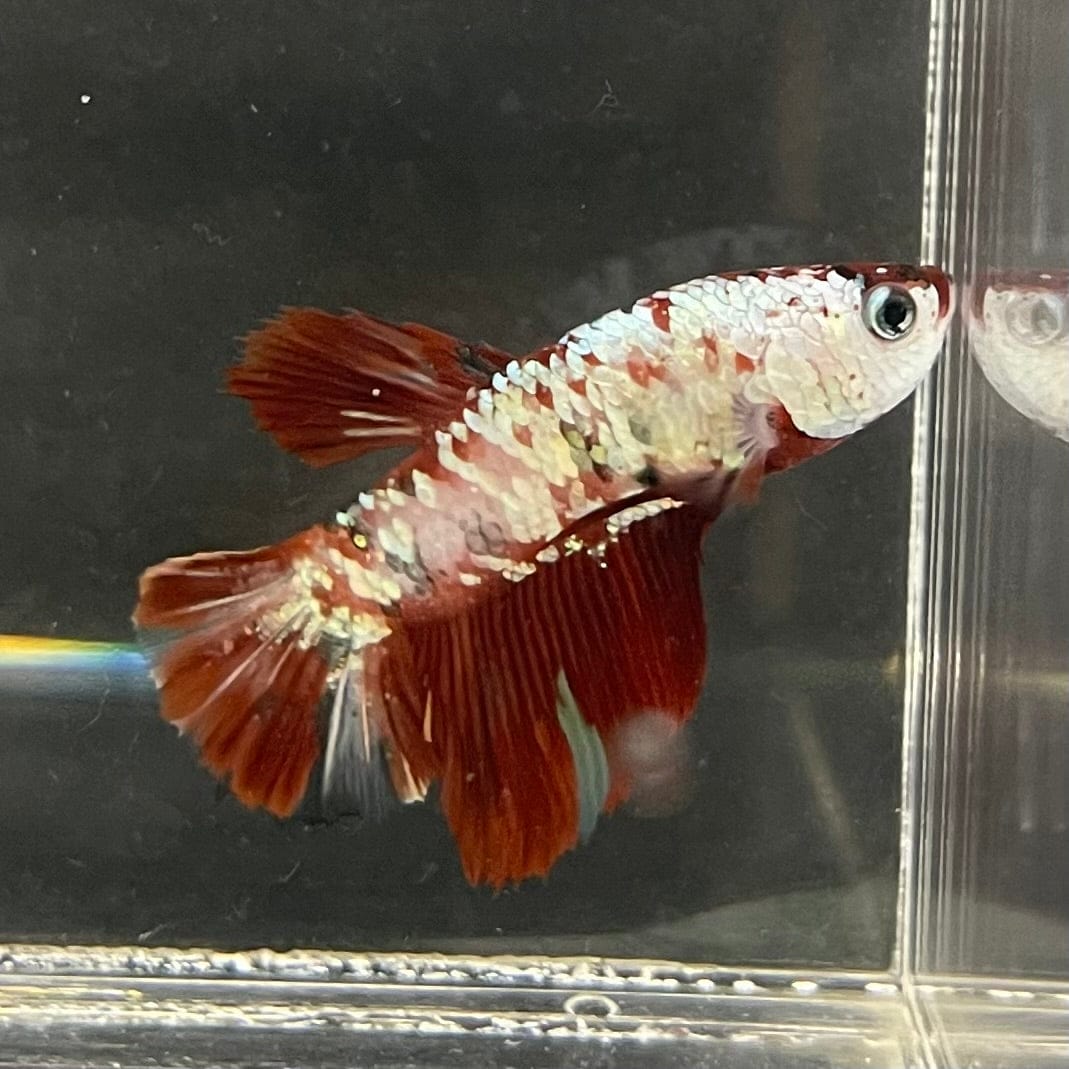 the-fish-farm Premium Male Betta Nemo White Fancy Plakat Betta Male - One Only - 4 Buy this Nemo White Plakat Male Betta - One Only in Australia