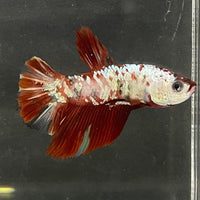 the-fish-farm Premium Male Betta Nemo White Fancy Plakat Betta Male - One Only - 4 Buy this Nemo White Plakat Male Betta - One Only in Australia