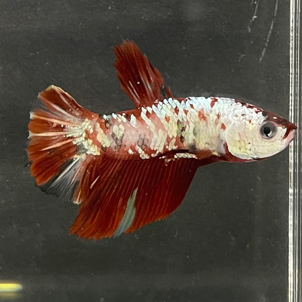 the-fish-farm Premium Male Betta Nemo White Fancy Plakat Betta Male - One Only - 4 Buy this Nemo White Plakat Male Betta - One Only in Australia