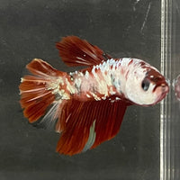 the-fish-farm Premium Male Betta Nemo White Fancy Plakat Betta Male - One Only - 4 Buy this Nemo White Plakat Male Betta - One Only in Australia