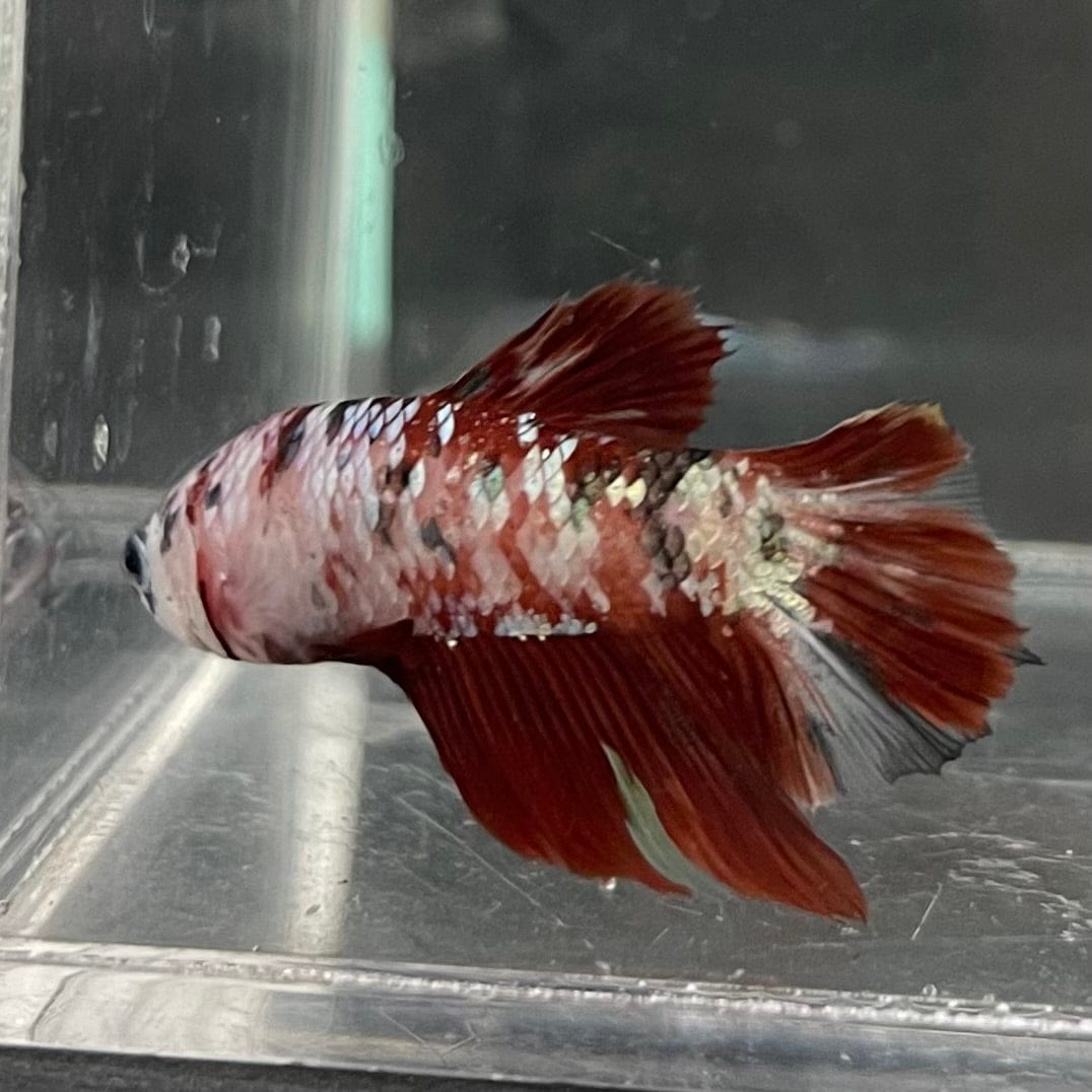 the-fish-farm Premium Male Betta Nemo White Fancy Plakat Betta Male - One Only - 4 Buy this Nemo White Plakat Male Betta - One Only in Australia