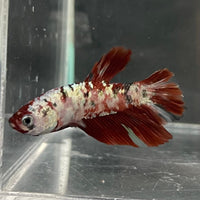 the-fish-farm Premium Male Betta Nemo White Fancy Plakat Betta Male - One Only - 4 Buy this Nemo White Plakat Male Betta - One Only in Australia