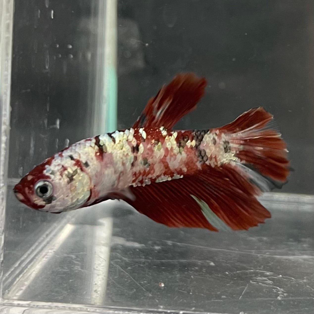 the-fish-farm Premium Male Betta Nemo White Fancy Plakat Betta Male - One Only - 4 Buy this Nemo White Plakat Male Betta - One Only in Australia